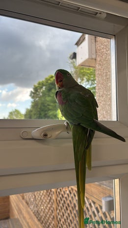 Parrots birds - Advert 2
