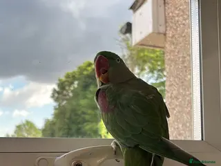 Parrots birds Kiwi, Stunning Green Playful Alexandrine Parrot - Advert 15