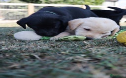Labrador Retriever dogs for sale: Stunning Labrador KC Registered Puppies - Image 5