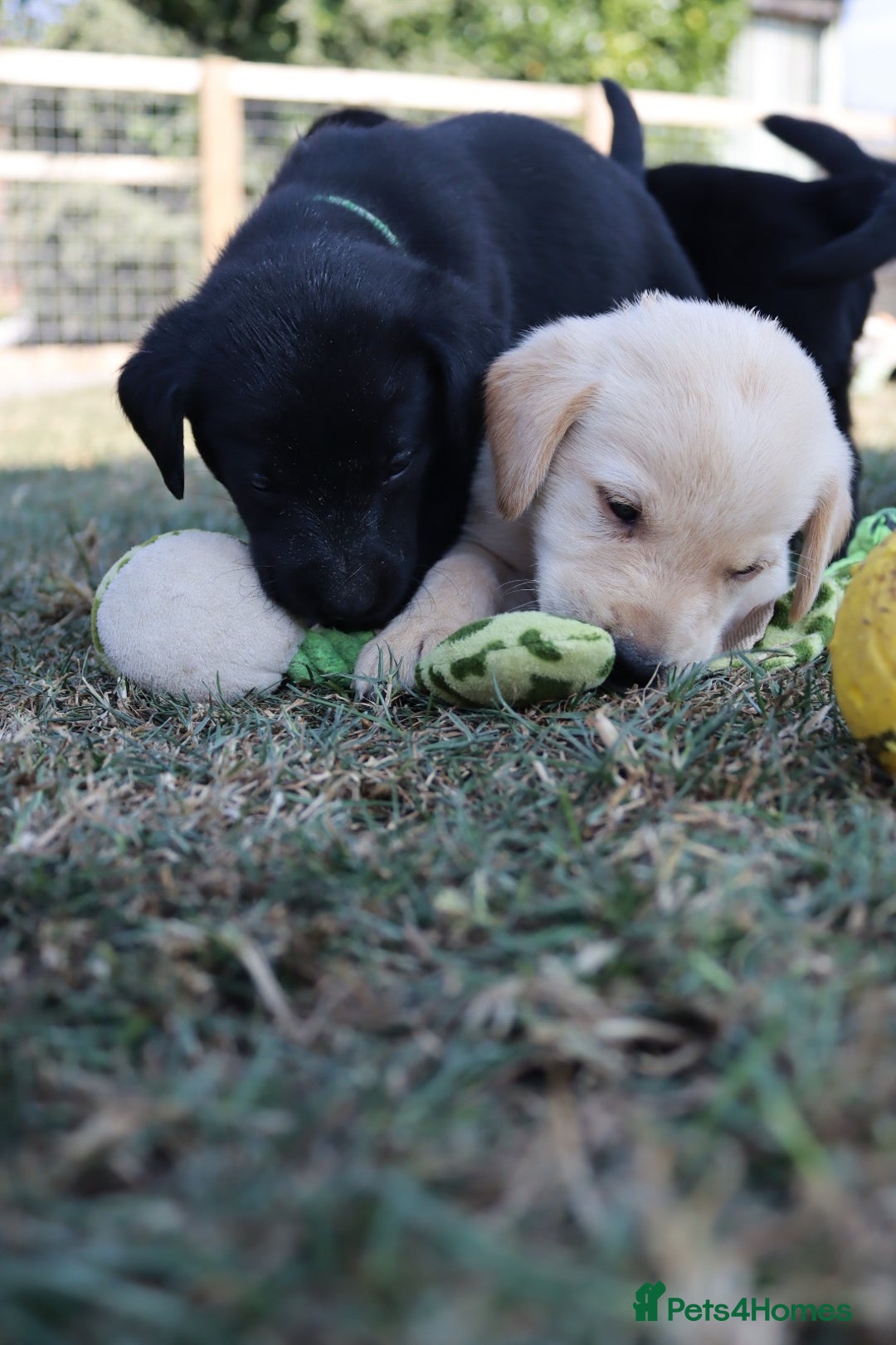 Labrador Retriever dogs for sale: Stunning Labrador KC Registered Puppies - Image 5