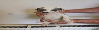 Whippet 8