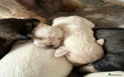 Miniature Schnauzer dogs for sale: 5*KC MINIATURE SCHNAUZER PUPPIES  - Image 3