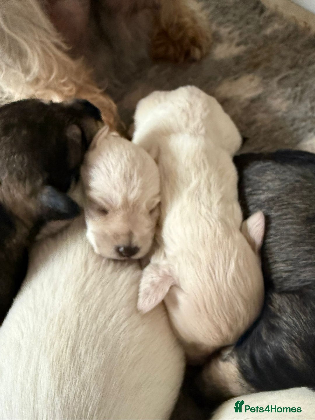 Miniature Schnauzer dogs for sale: 5*KC MINIATURE SCHNAUZER PUPPIES  - Image 3