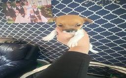 Jack Russell dogs for sale: Jack Russel beauty’s  in Folkestone - Image 14