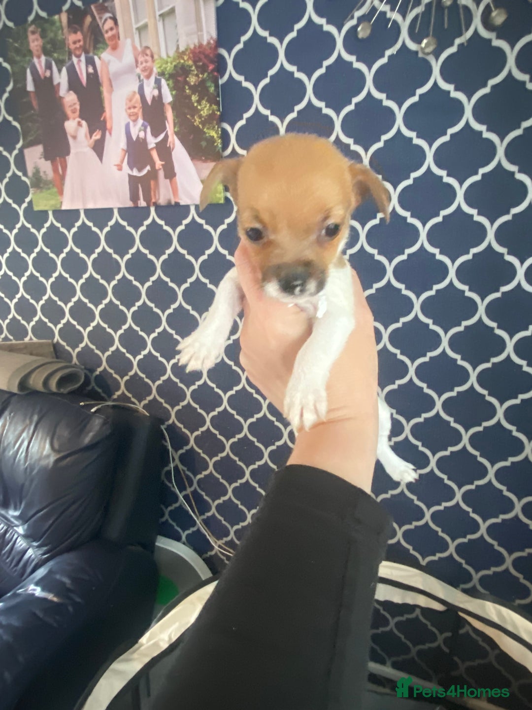 Jack Russell dogs for sale: Jack Russel beauty’s  in Folkestone - Image 14