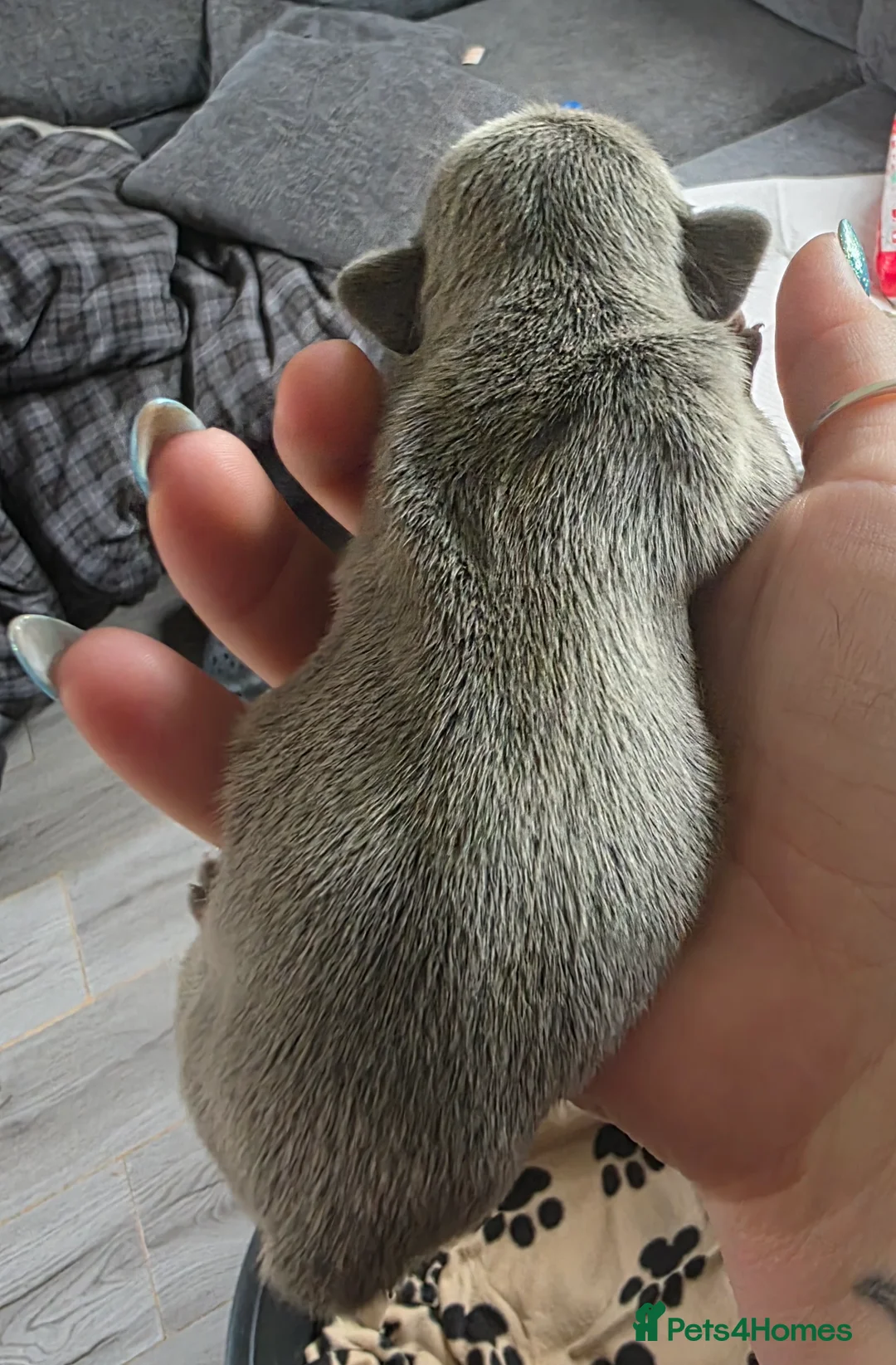 French Bulldog dogs for sale: French bulldog puppies - Advert 2