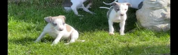 Whippet dogs for sale: Whippet puppy’s  in Beaworthy - Advert 11
