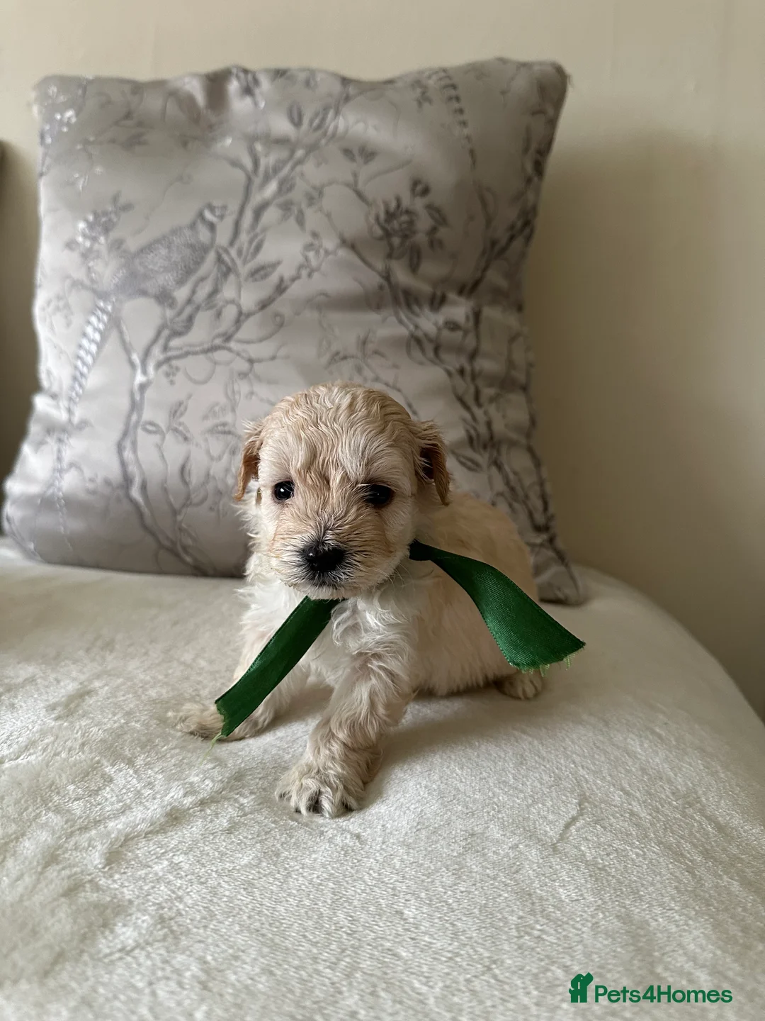 Maltipoo dogs for sale: Beautiful Maltipoo Puppies - Advert 7