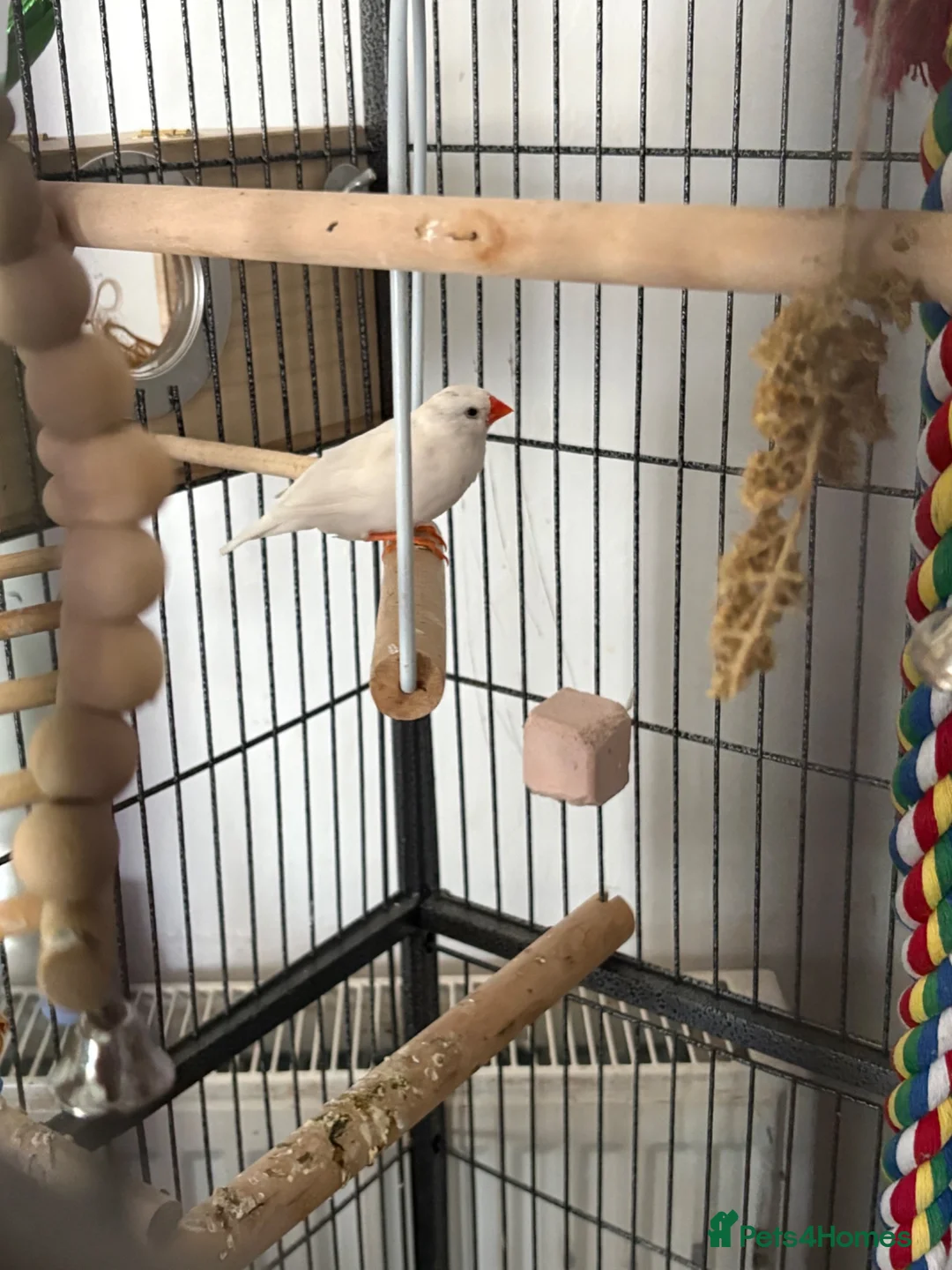 Finches birds for sale: Finches  in Atherstone - Advert 3