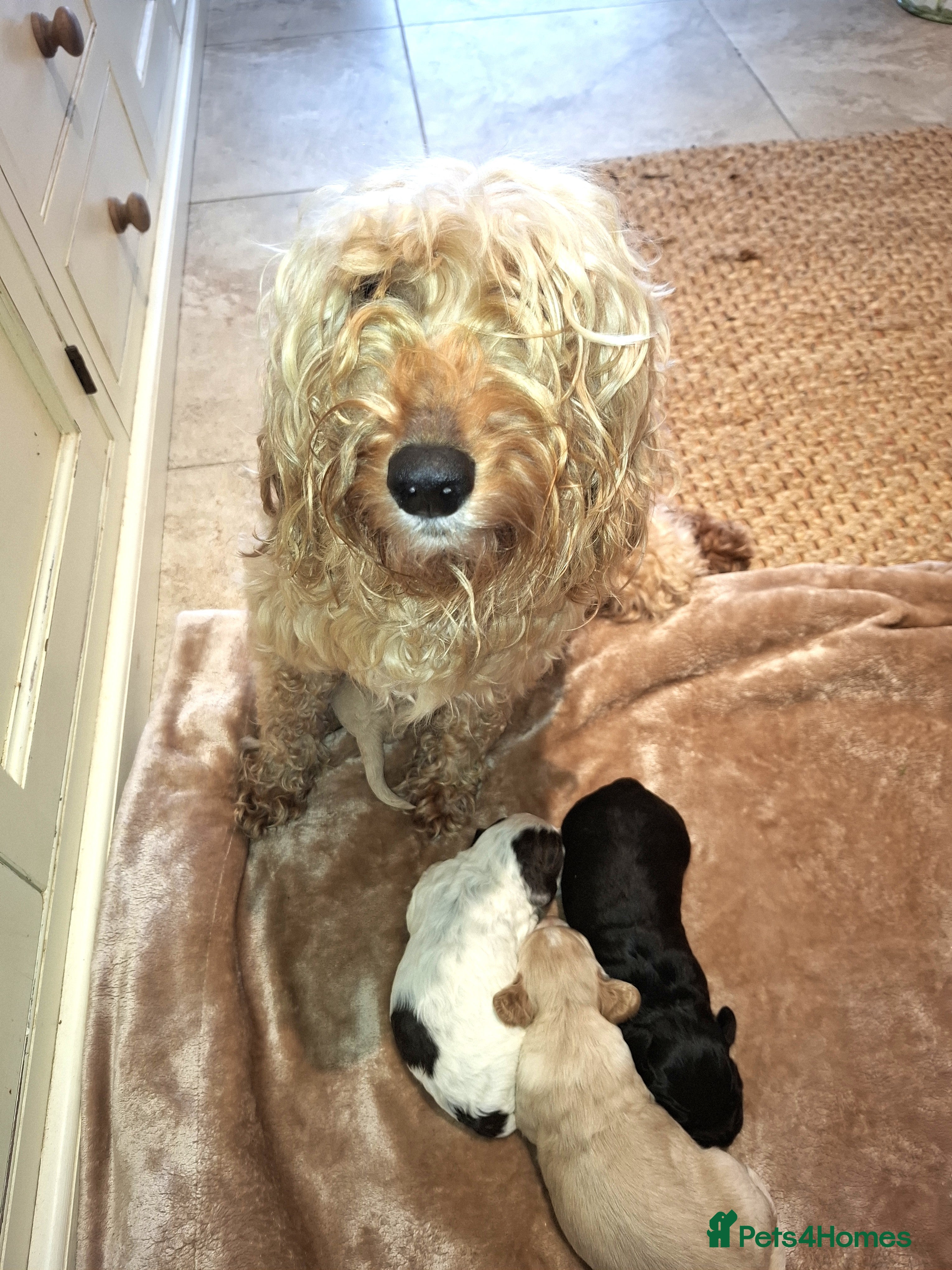 Cockapoo dogs F2 Cockapoo puppies - Advert 3