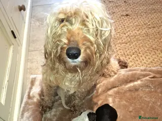 Cockapoo dogs F2 Cockapoo puppies - Advert 3