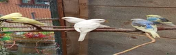 Budgerigars birds for sale: Young budgies for sale. £25 each in Sandbach - Advert 8