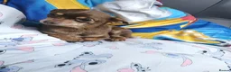 Chihuahua dogs for sale: Bobbie in Skegness - Advert 5