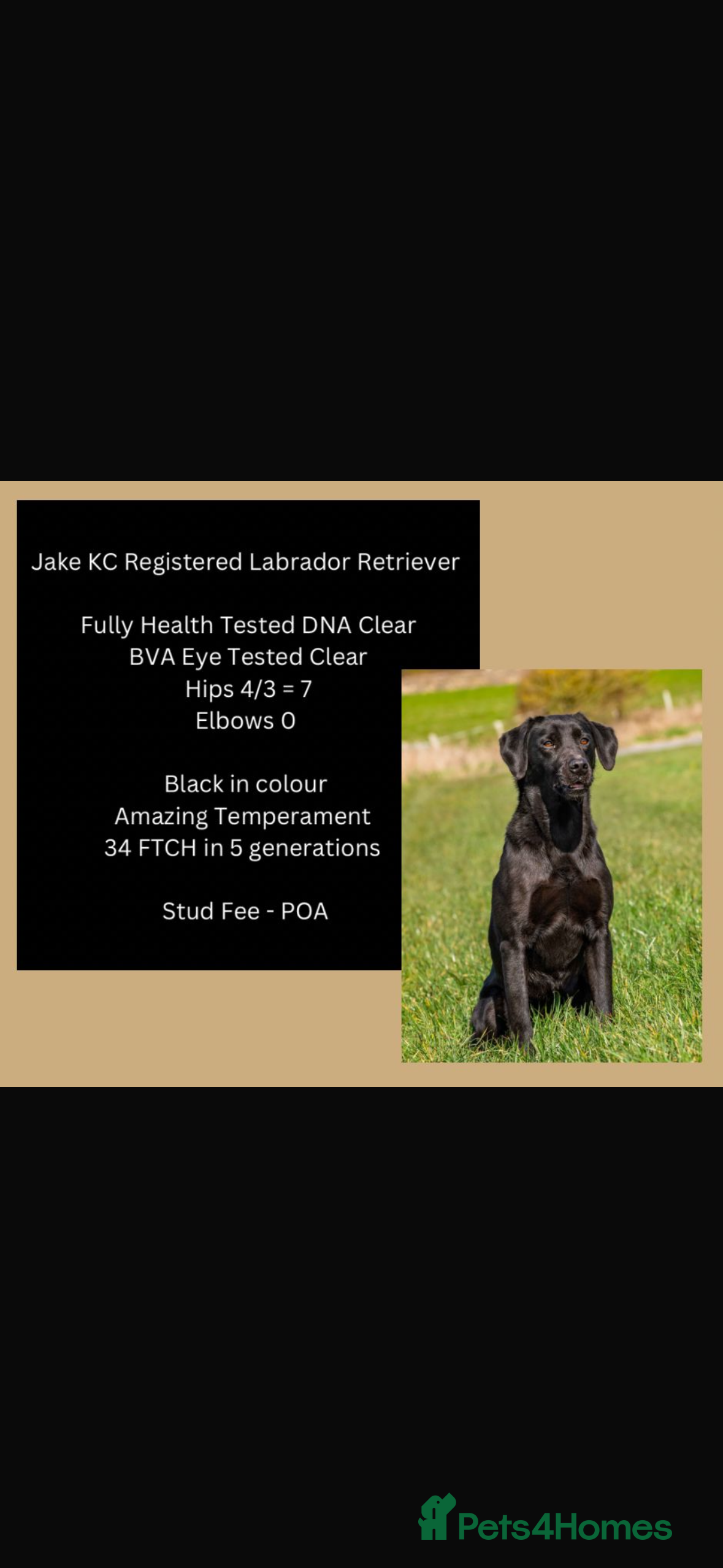 Jake