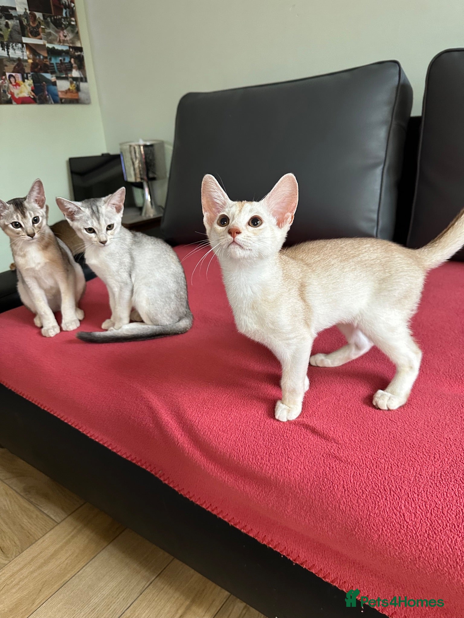 Abyssinian cats Silver Abyssinian kittens  - Advert 2