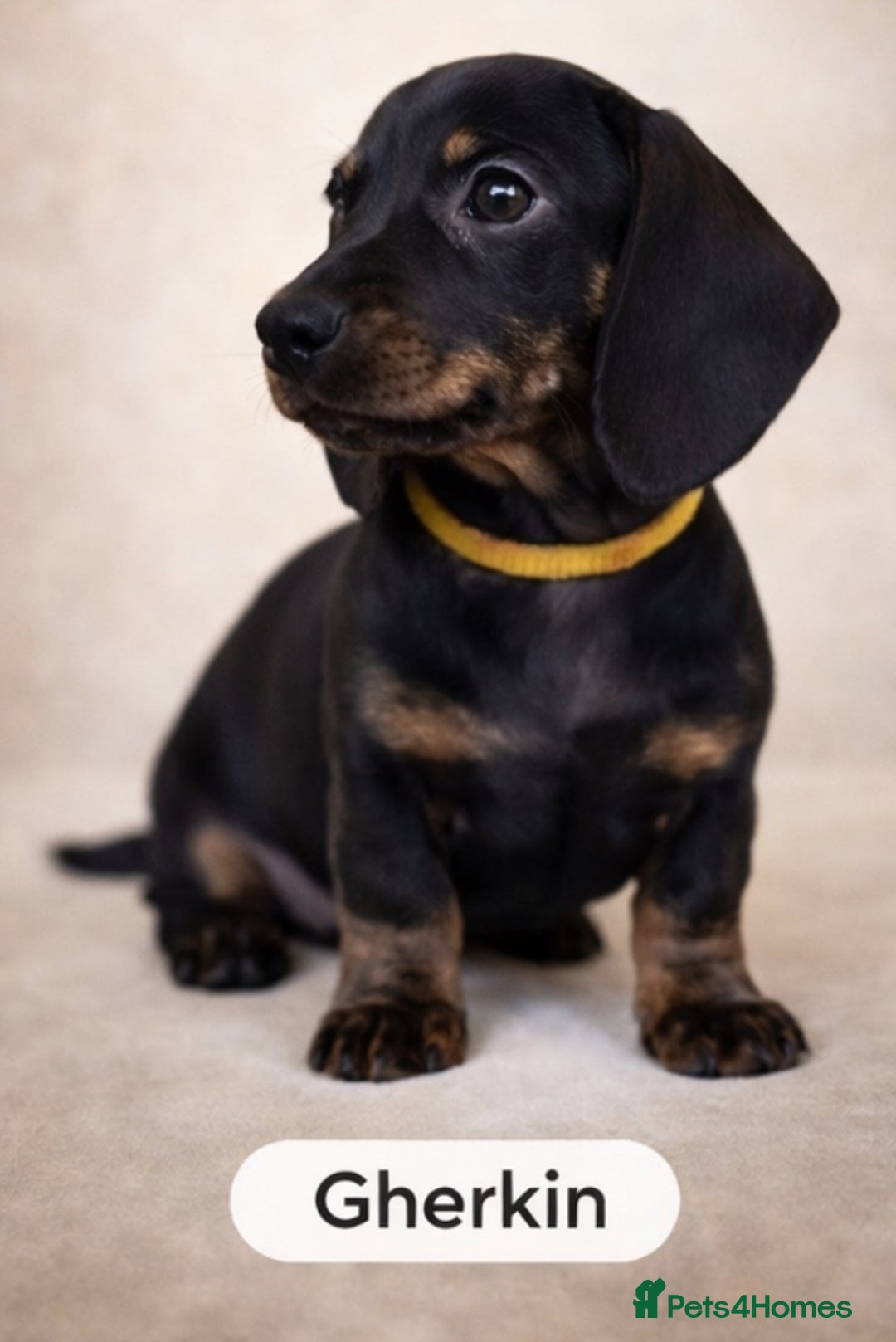 Miniature Dachshund dogs for sale: Unregistered miniature dachshund puppies  - Advert 3