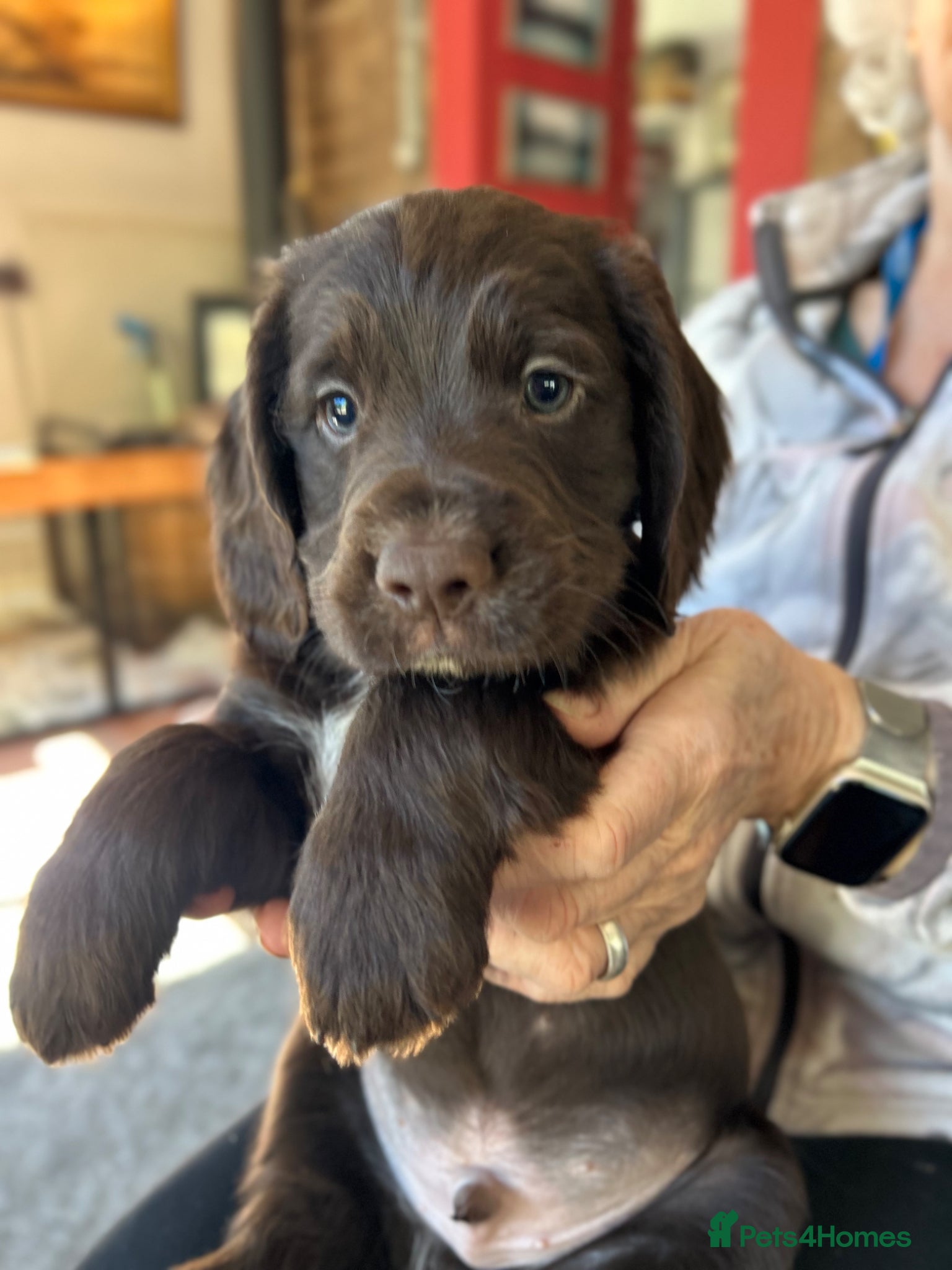 Cocker Spaniel dogs ✨Last Cocker Boy KC & Health Tested ✨ - Advert 6