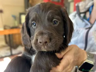 Cocker Spaniel dogs ✨Last Cocker Boy KC & Health Tested ✨ - Advert 6