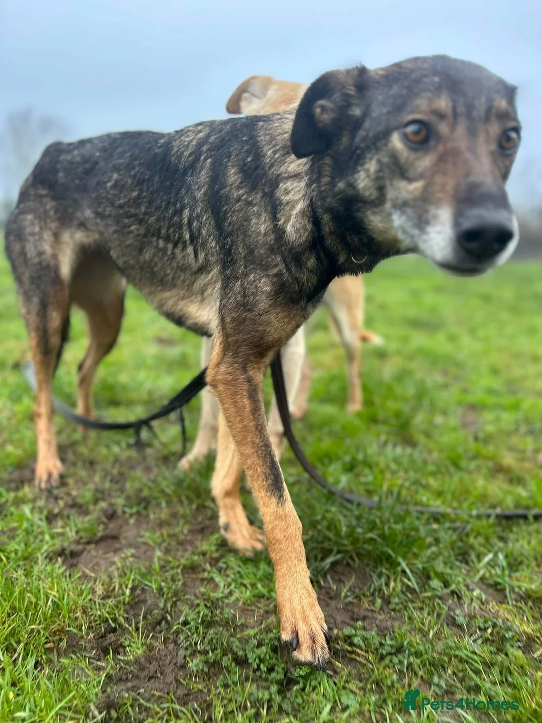 Mixed Breed dogs for adoption: Elsie - Norwich Norfolk  in Norwich - Advert 21