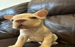French Bulldog dogs for sale: Beautiful Frenchie babies-4 weeks free insurance - Image 5
