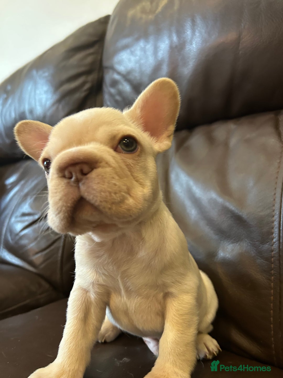 French Bulldog dogs for sale: Beautiful Frenchie babies-4 weeks free insurance - Image 5