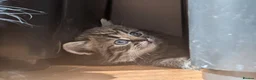 Persian cats for sale: Irresistible Russian Blue Persian Kittens. - Advert 11