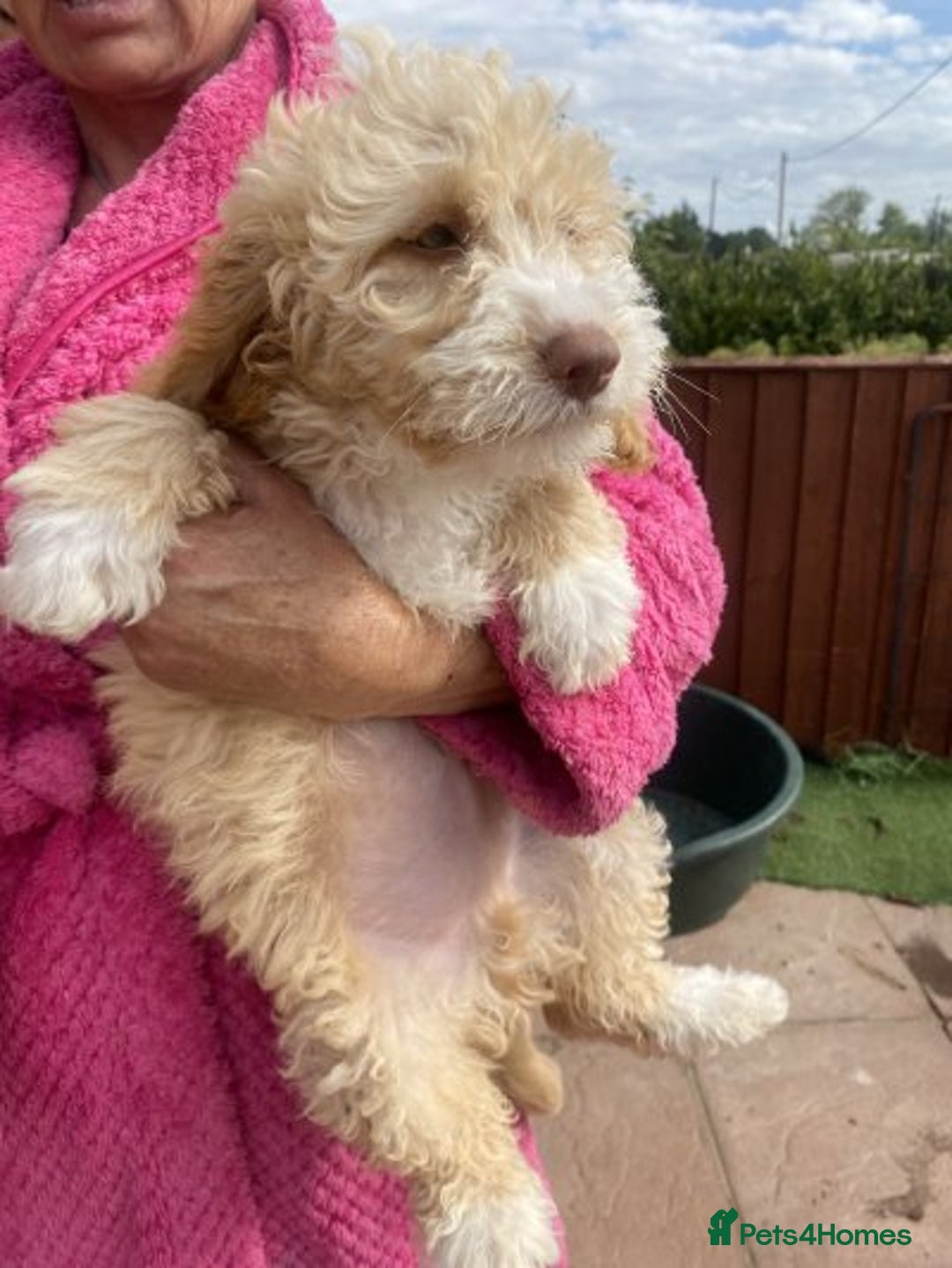 Cockapoo dogs for sale: F2 cockerpoos for sale - Image 2