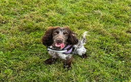 Mixed Breed dogs for sale: Cockapoo  - Image 2