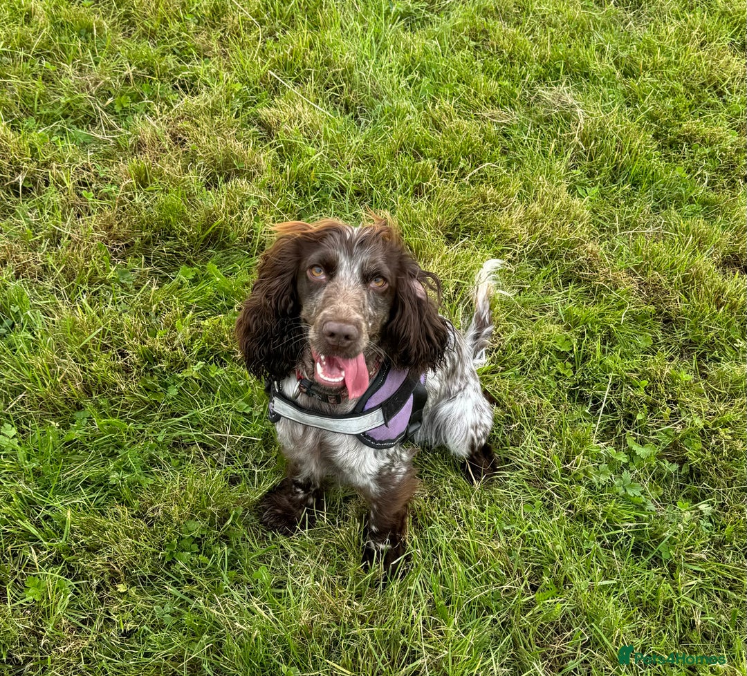Mixed Breed dogs for sale: Cockapoo  - Image 2