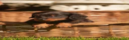Miniature Dachshund dogs for sale: KC registered long haired miniature dachshunds  - Advert 8