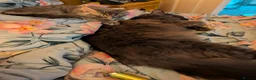 Maine Coon cats for adoption: Free only to good home  - Advert 3
