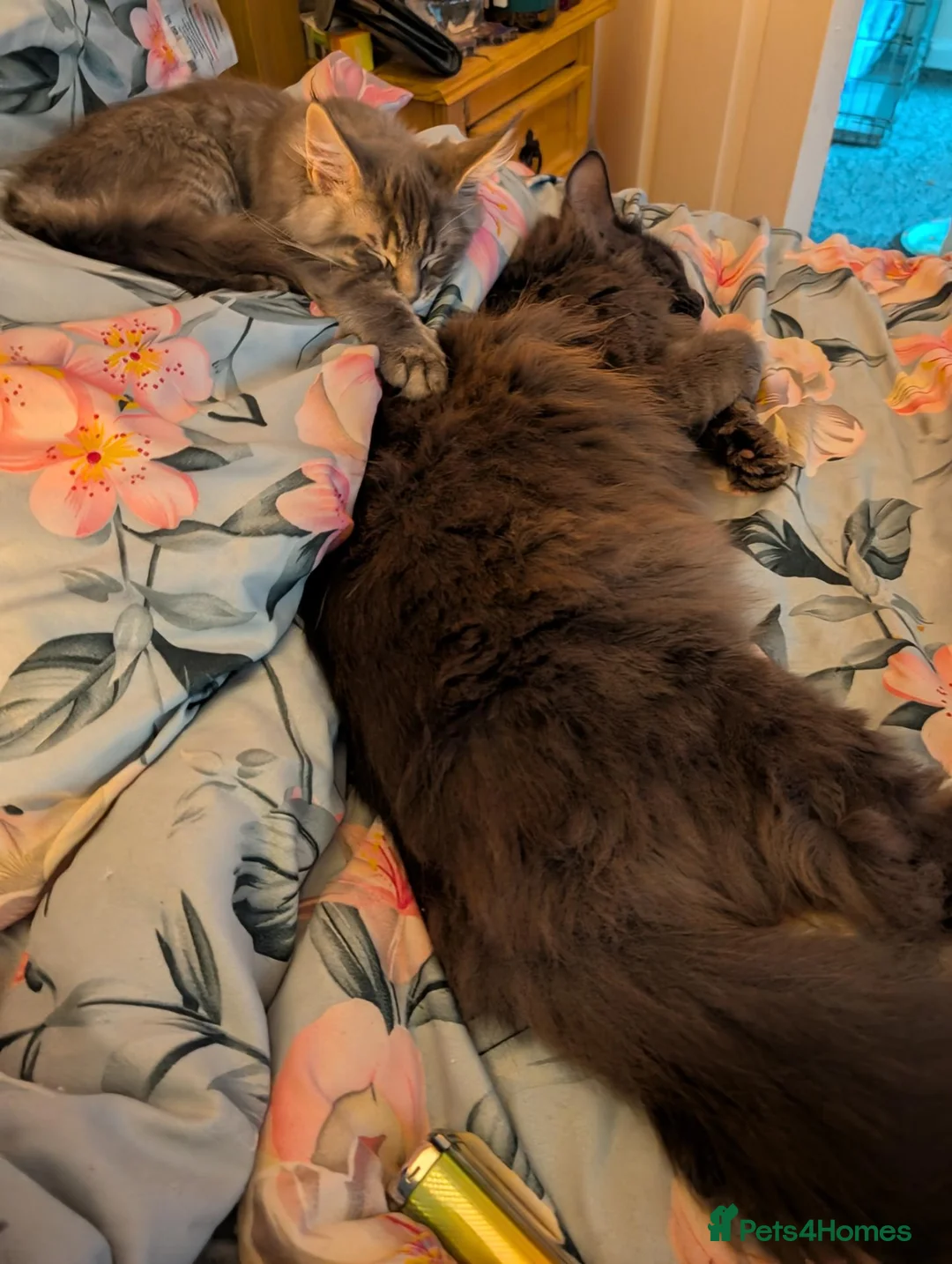Maine Coon cats for adoption: Free only to good home  - Advert 3