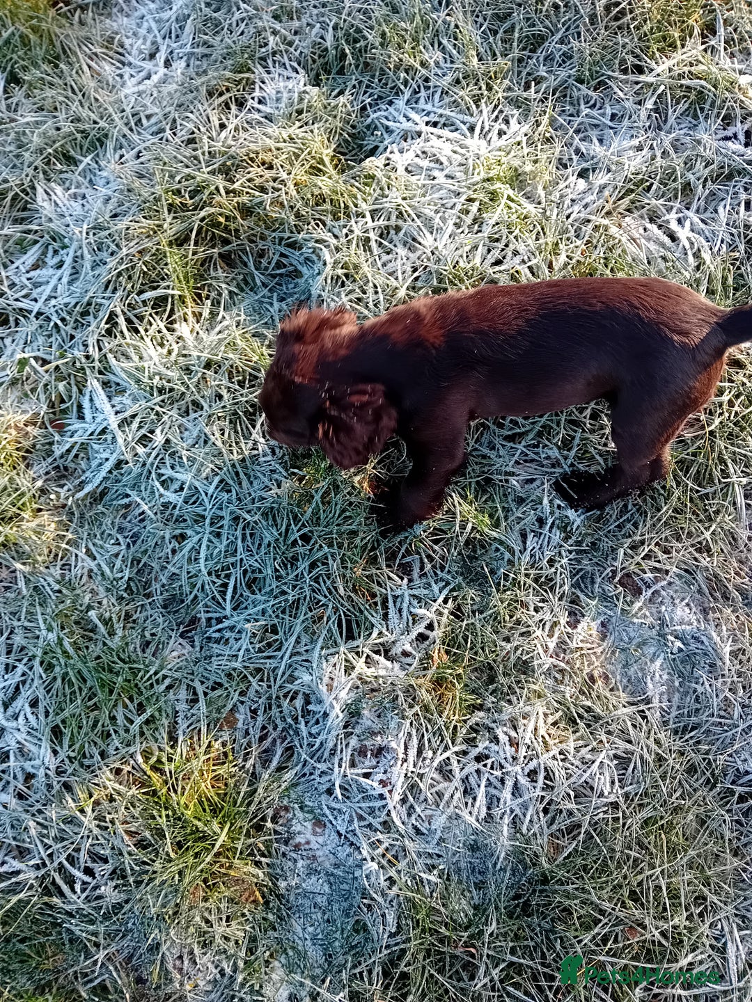 Cocker Spaniel dogs for sale: Cocker spaniel dog pup - Advert 4