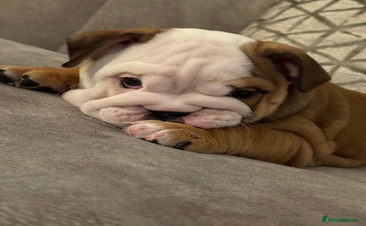 English Bulldog dogs - Advert 2