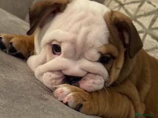 English Bulldog dogs - Advert 18