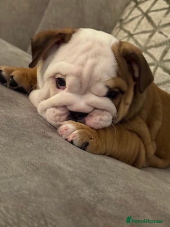 English Bulldog dogs - Advert 2