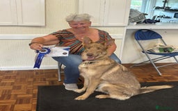 German Shepherd dogs for sale: Older Isabella GSD Female - Image 4