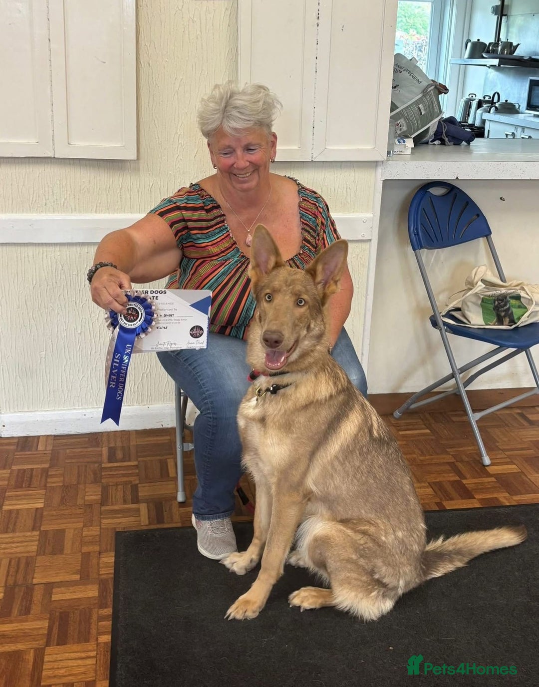German Shepherd dogs for sale: Older Isabella GSD Female - Image 4