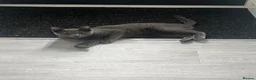 Russian Blue cats for sale: 🐾GCCF Russian Blue Male Cat   🐾 - Advert 7
