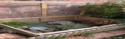 Hermann Tortoise reptiles for sale: Herman’s tortoise female 5 years old  in Shrewsbury - Advert 7