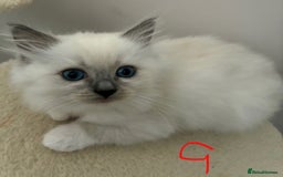 Ragdoll cats for sale: Pure Ragdoll Kittens *Ready for their new home* - Image 4