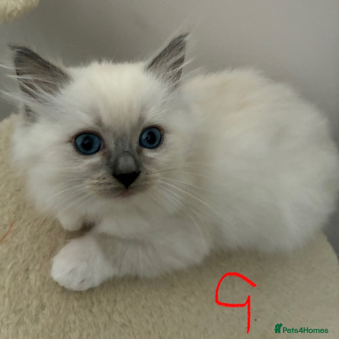Ragdoll cats for sale: Pure Ragdoll Kittens *Ready for their new home* - Image 4