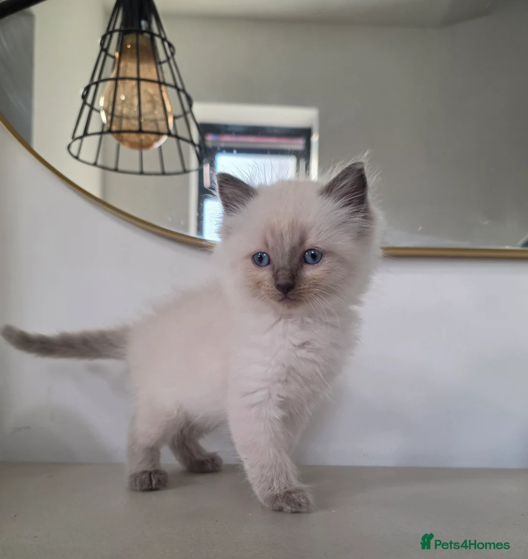Ragdoll cats for sale: ragdoll kittens  - Advert 2