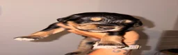 Mixed Breed dogs for sale: 🐾 Beautiful Colipoo Puppies – 4 Girls and 3 boys in Carmarthen - Advert 7