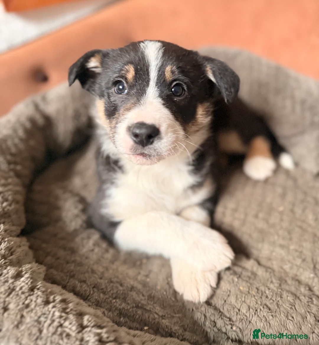 Border Collie dogs for sale: Gorgeous border collie puppies for sale  - Advert 14