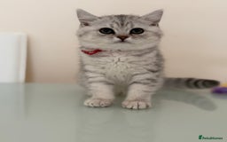 British Shorthair cats for sale: Pedigree|Champion Lines|GCCF Registered| - Image 38