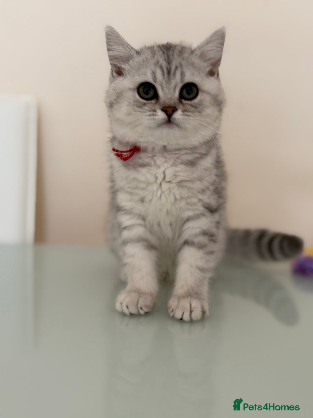 British Shorthair cats for sale: Pedigree|Champion Lines|GCCF Registered| - Image 38