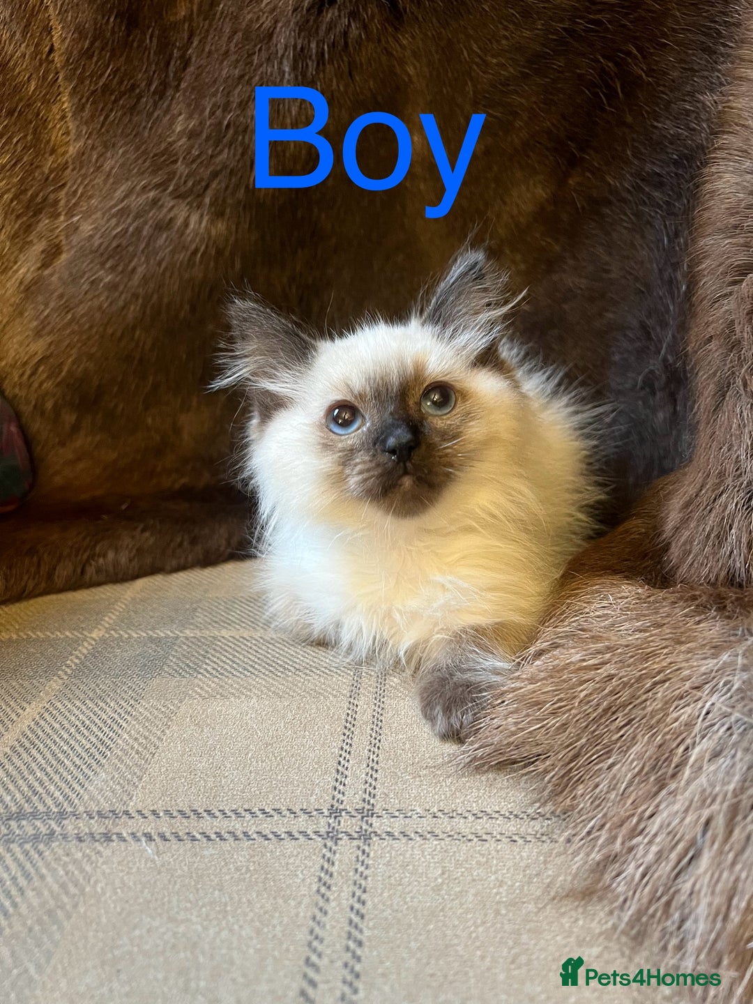 Ragdoll cats for sale: Beautiful ragdoll kittens ready now  - Image 9