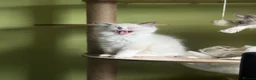 Ragdoll cats for sale: Male ragdoll - Advert 2