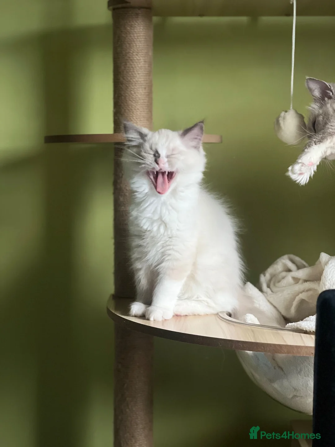 Ragdoll cats for sale: Male ragdoll - Advert 2